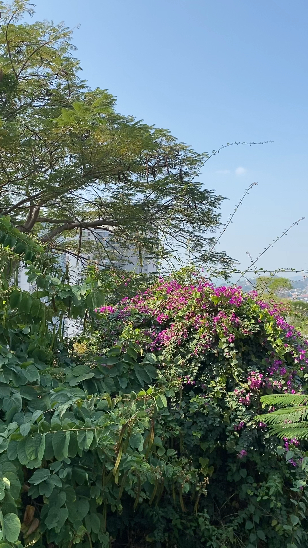 记录生活#厦门市美丽的鸿山公园.