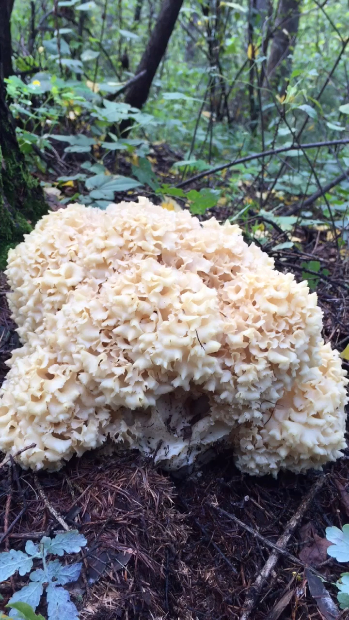 东北野生菌非常珍稀的野生菌绣球菌美的像花一样