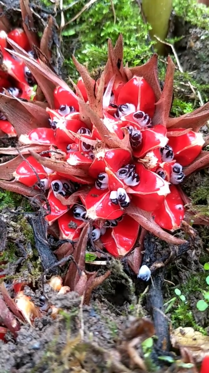 家花野花鲜花#蘘荷:姜科,别名洋火姜-度小视