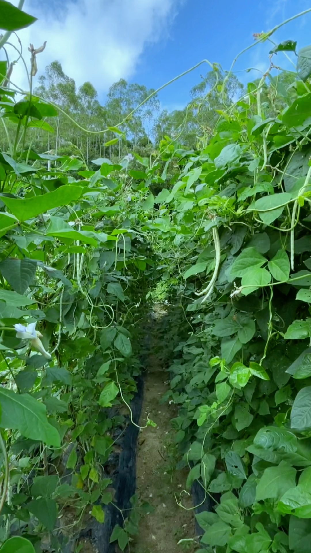 乡村生活平凡的生活里没有诗和远方菜园子里种种菜拍拍琐碎的小美好