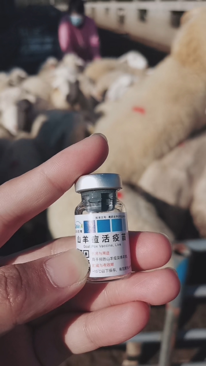 羊痘疫苗一定要注射预防传染病的出现