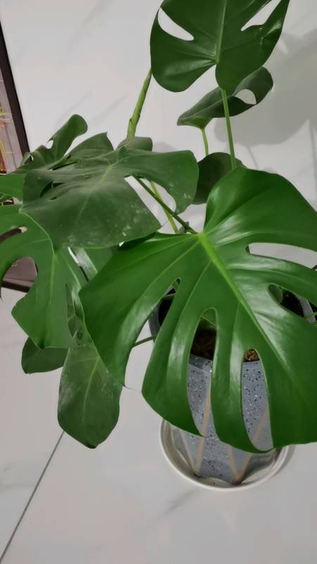 排名第一的吸甲醛植物——背贵竹