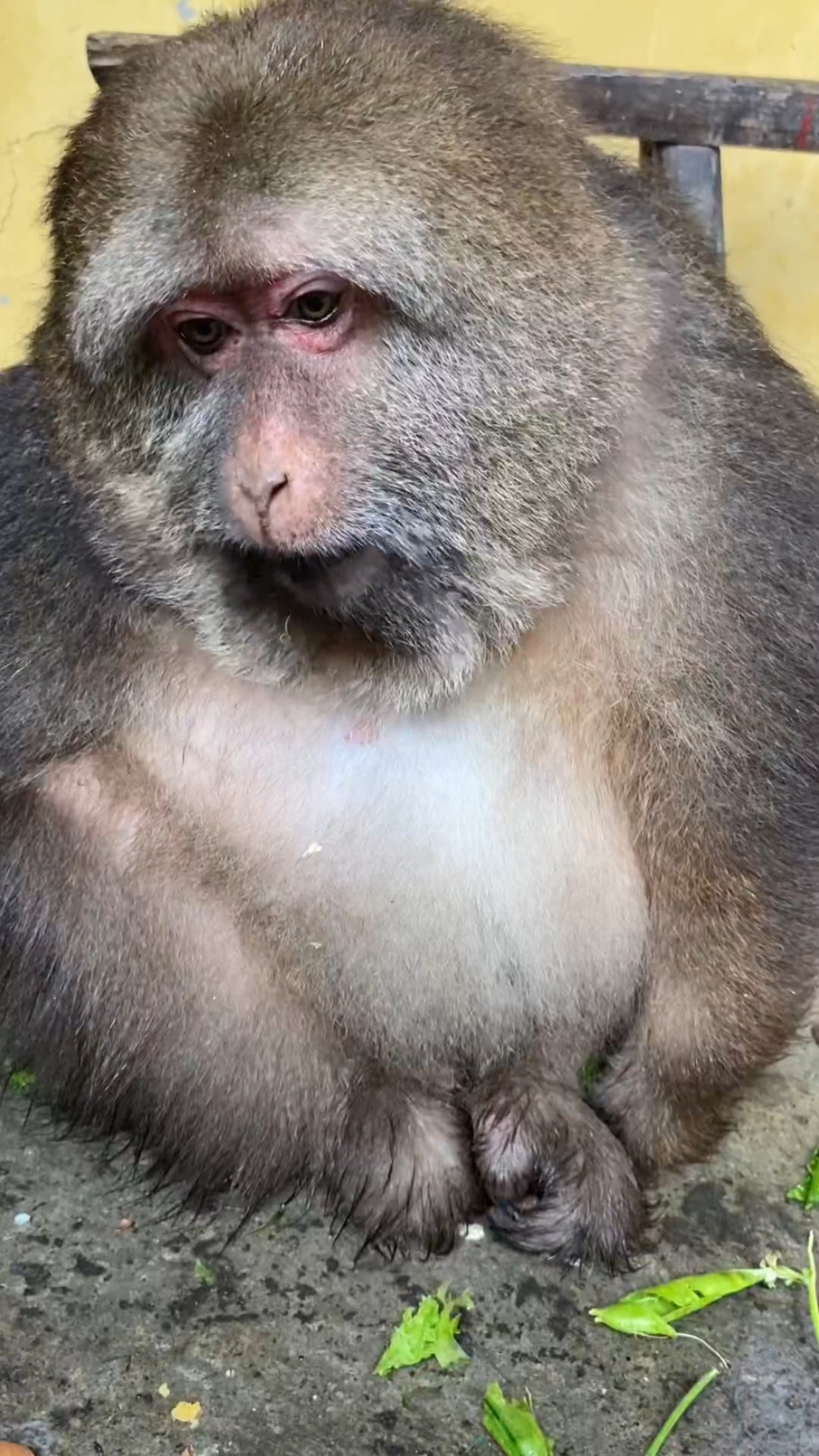 好可爱的独臂猴星星,胖得跟球似的