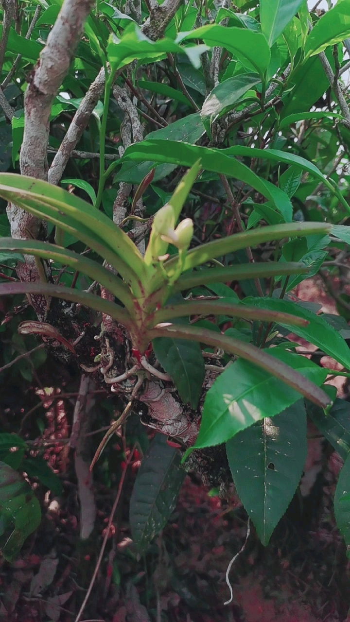 石斛记#寄生在茶树上的香花万代兰,有花苞了