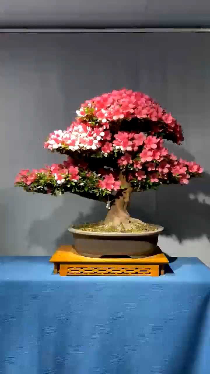 大品大杯杜鹃,花开正艳丽!-度小视