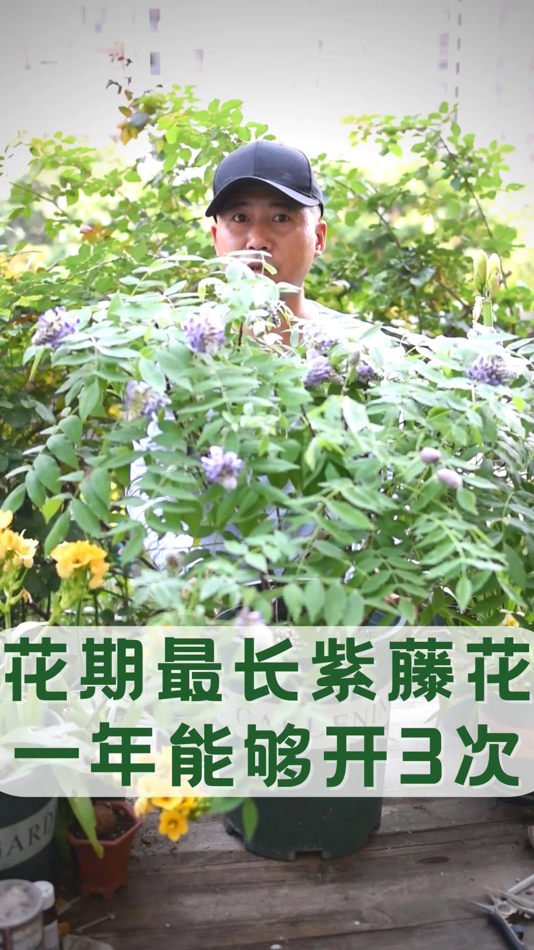 花期最长紫藤花紫水晶瀑布一年能开3次花