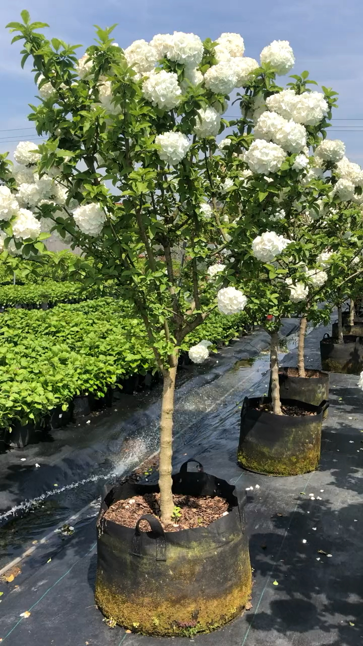 中华木绣球又名斗球花开如斗耐寒耐旱南北方均可栽植