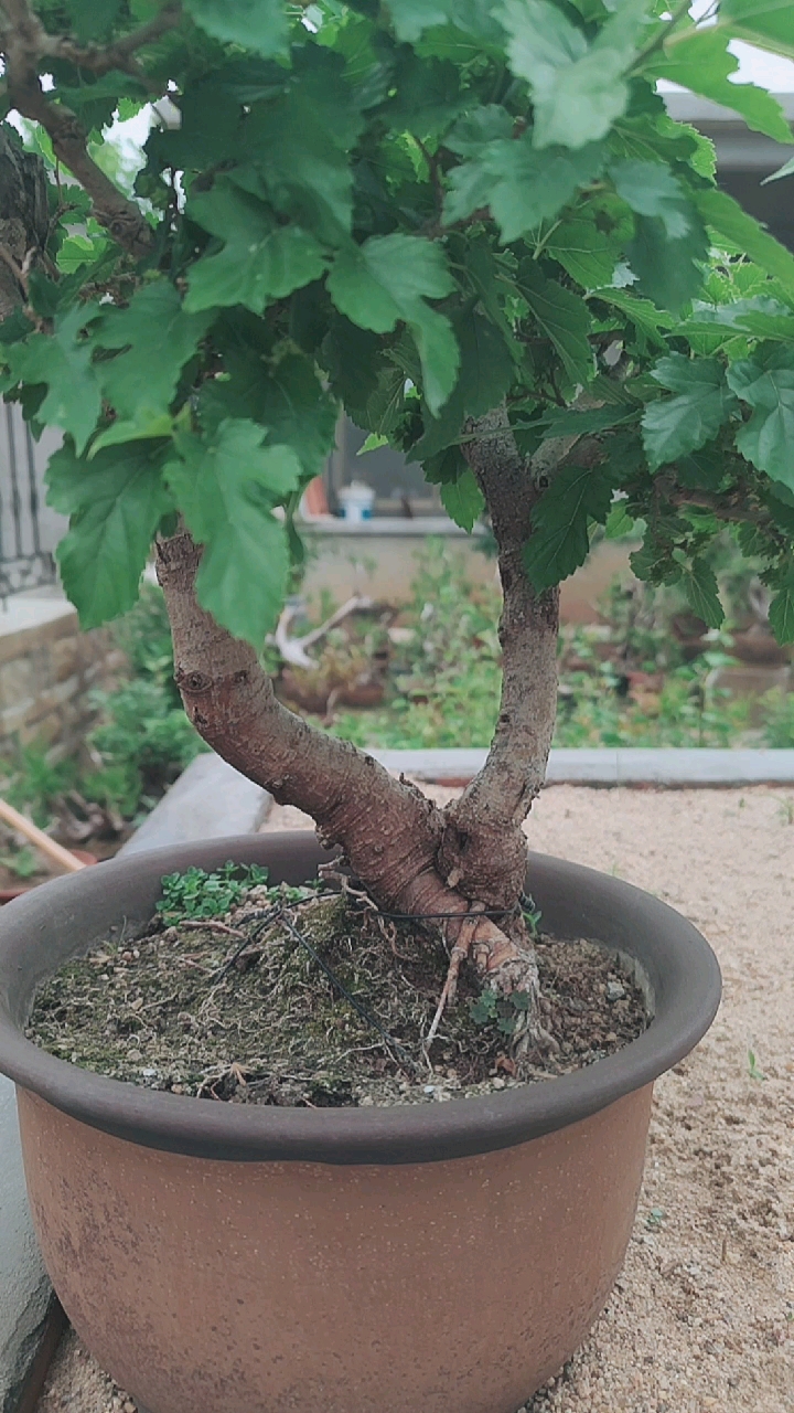 桑葚子盆景,全身都是宝