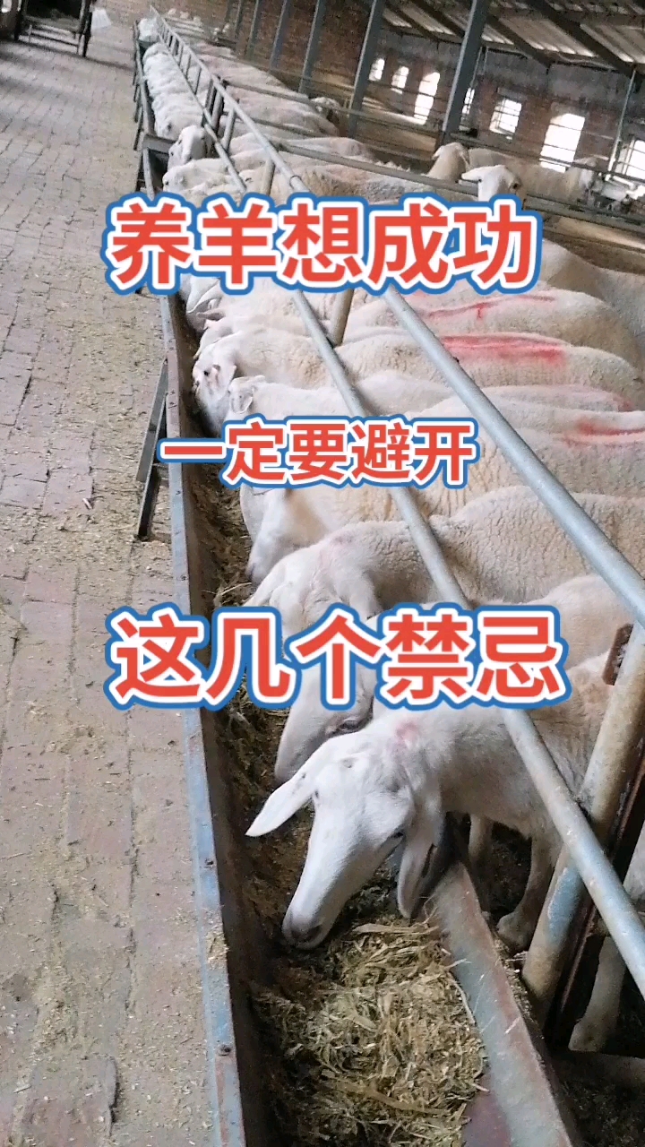 养羊八禁忌图片