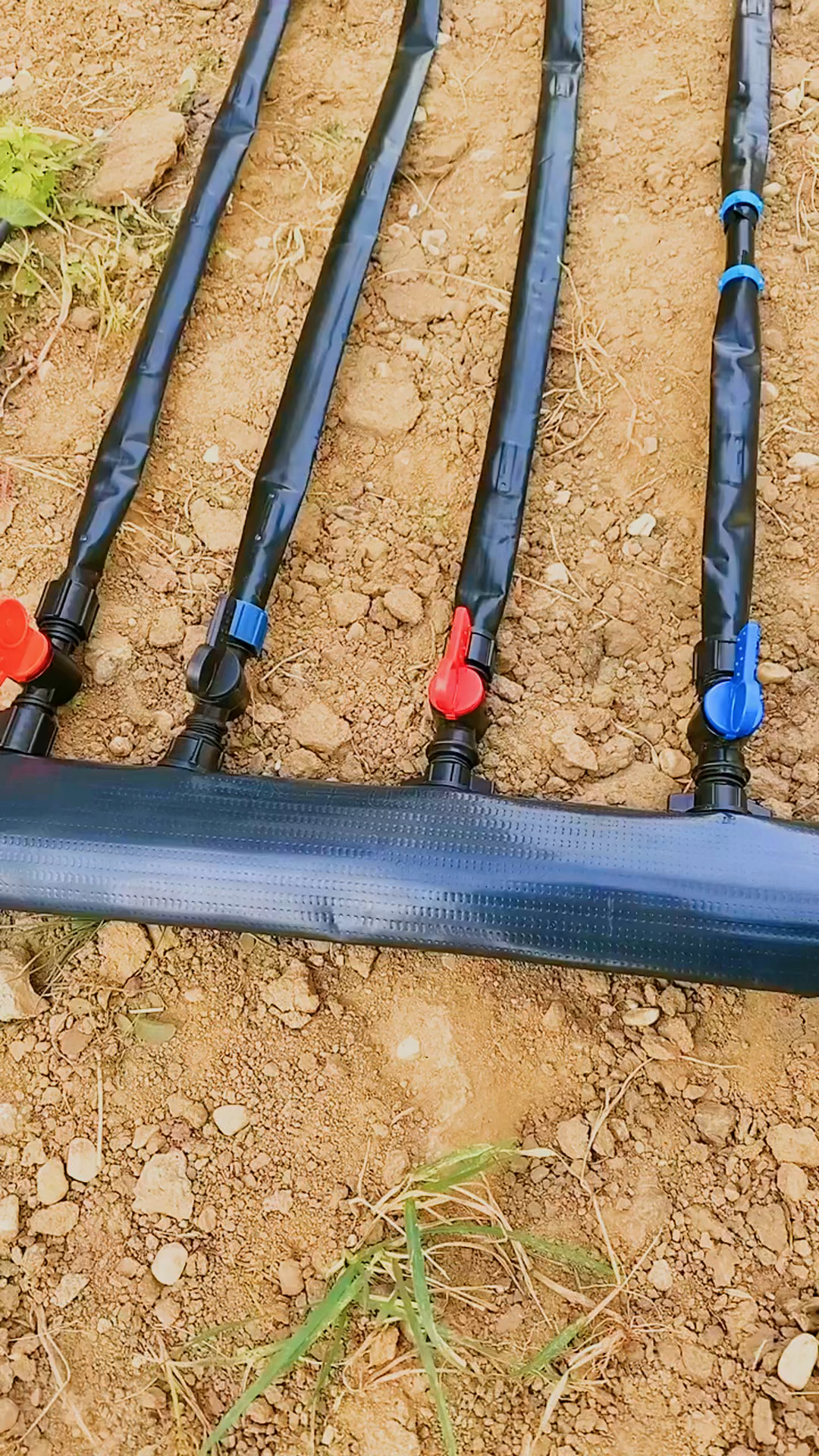 破壳计划#迷宫滴灌带安装视频