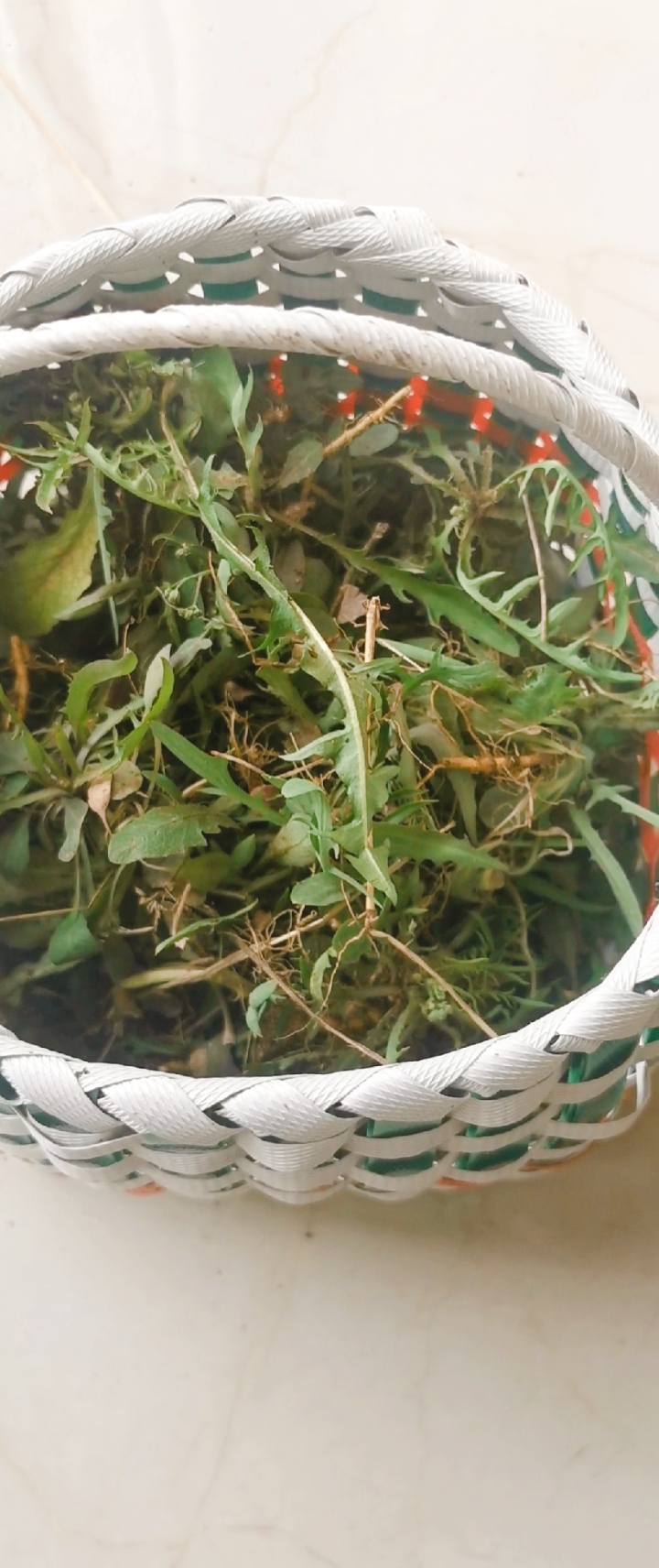 今天挖的苦菜子,纯天然绿色食品.