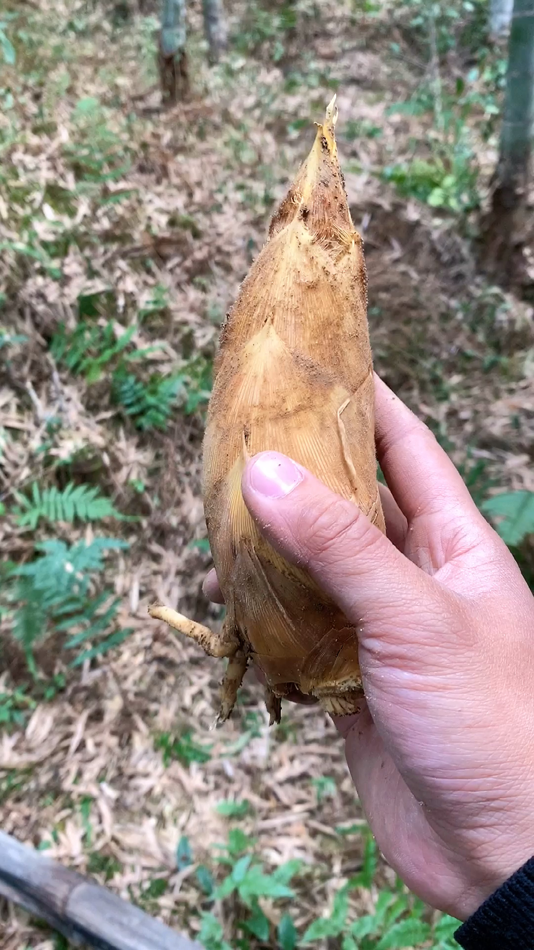 记录我的农村生活#深山里的冬笋真多,随随便便挖几十斤