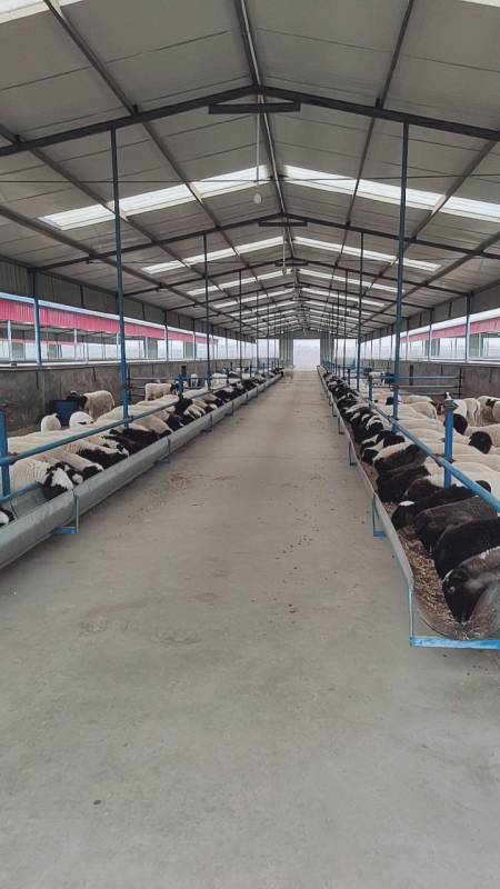 山东济宁大型羊场养殖的有杜泊羊,杜寒杂交羊,澳洲白羊,湖羊,小尾寒羊