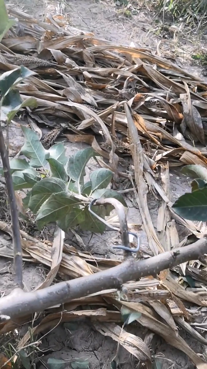 果树用拉枝器处理侧枝背上枝