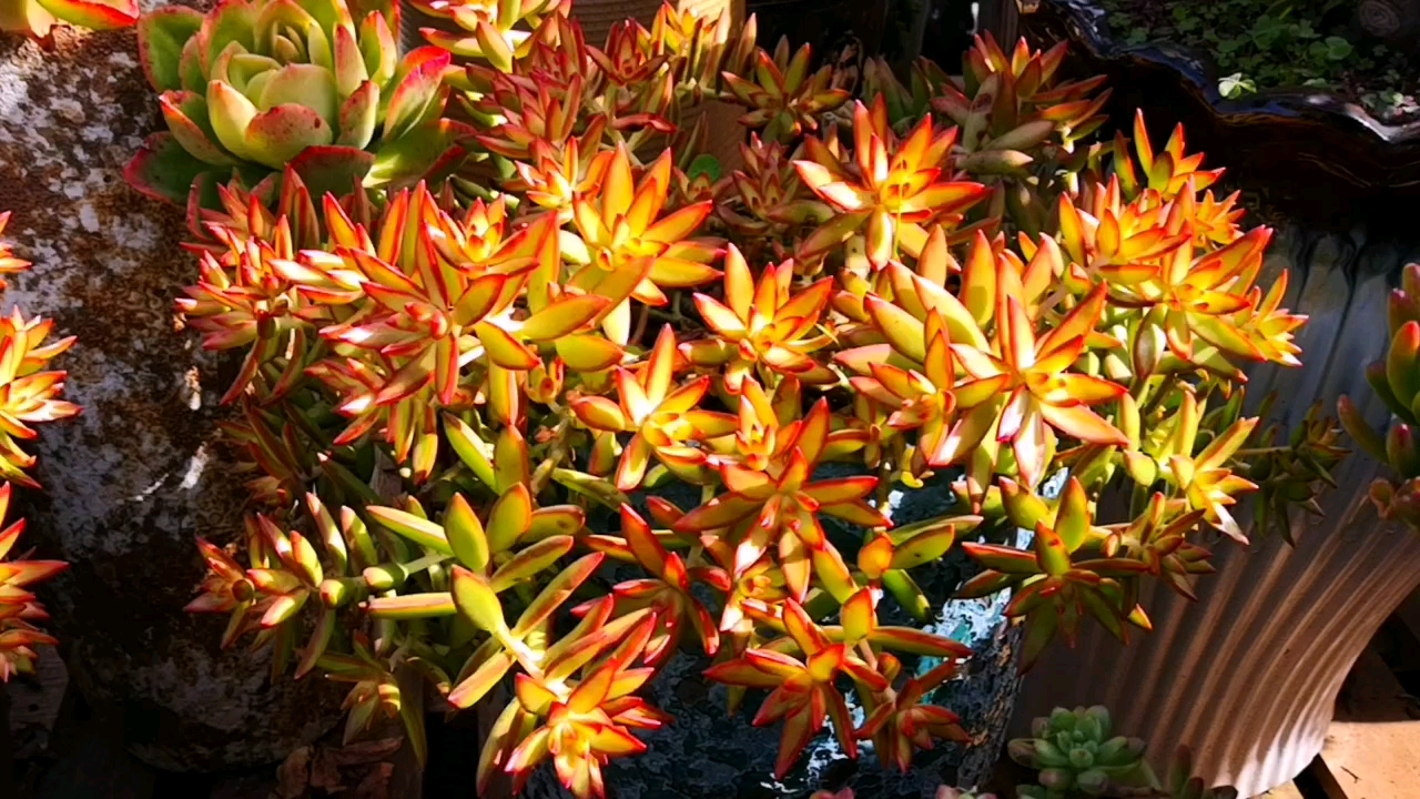 多肉植物#红日红起来的样子好美,阳光下的金色更是迷倒肉友无数!