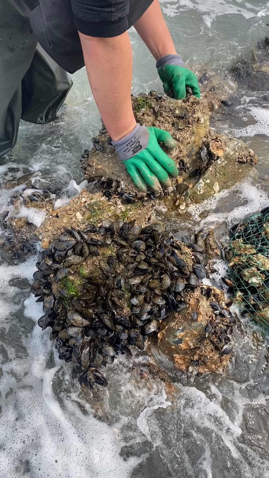 赶海捉海鲜#今天又是来海边进货的一天!