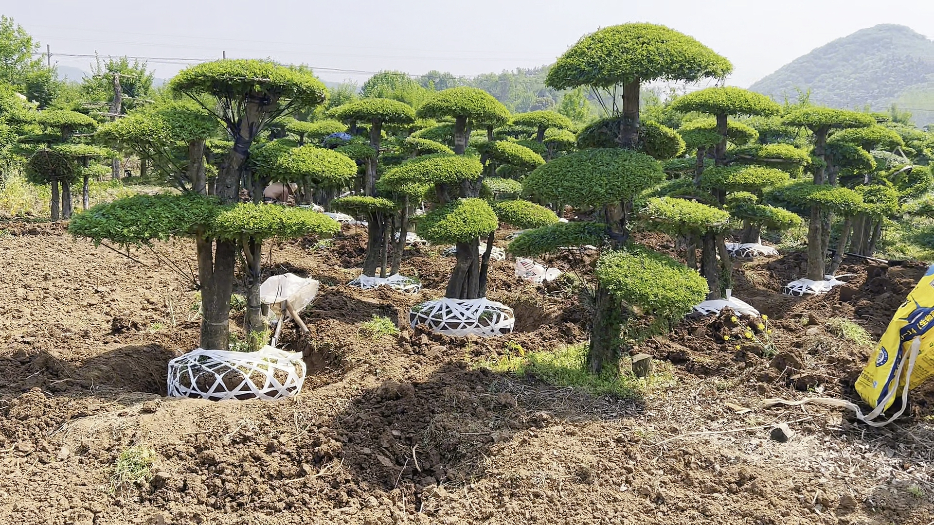 小型对节白蜡造型树发货