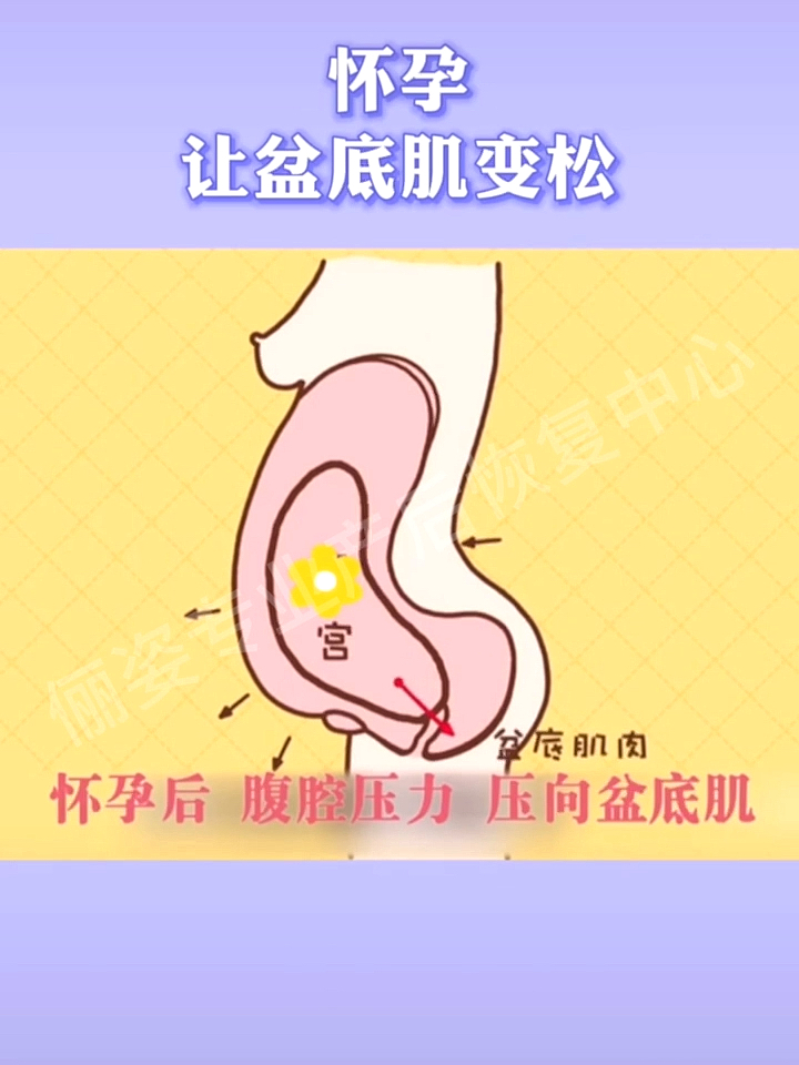 产后盆底肌恢复孕前孕期盆底肌的变化