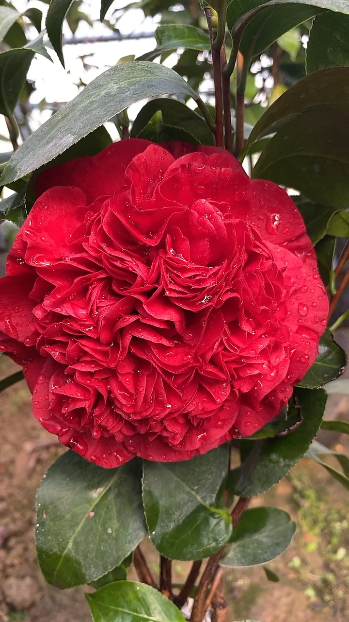 茶花名品大元帥果然厲害太漂亮了