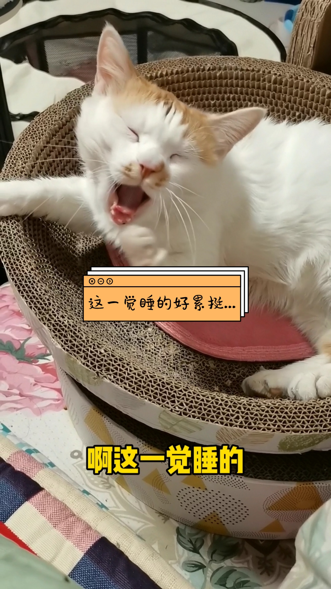 猫咪日记#这一觉睡的好累挺.