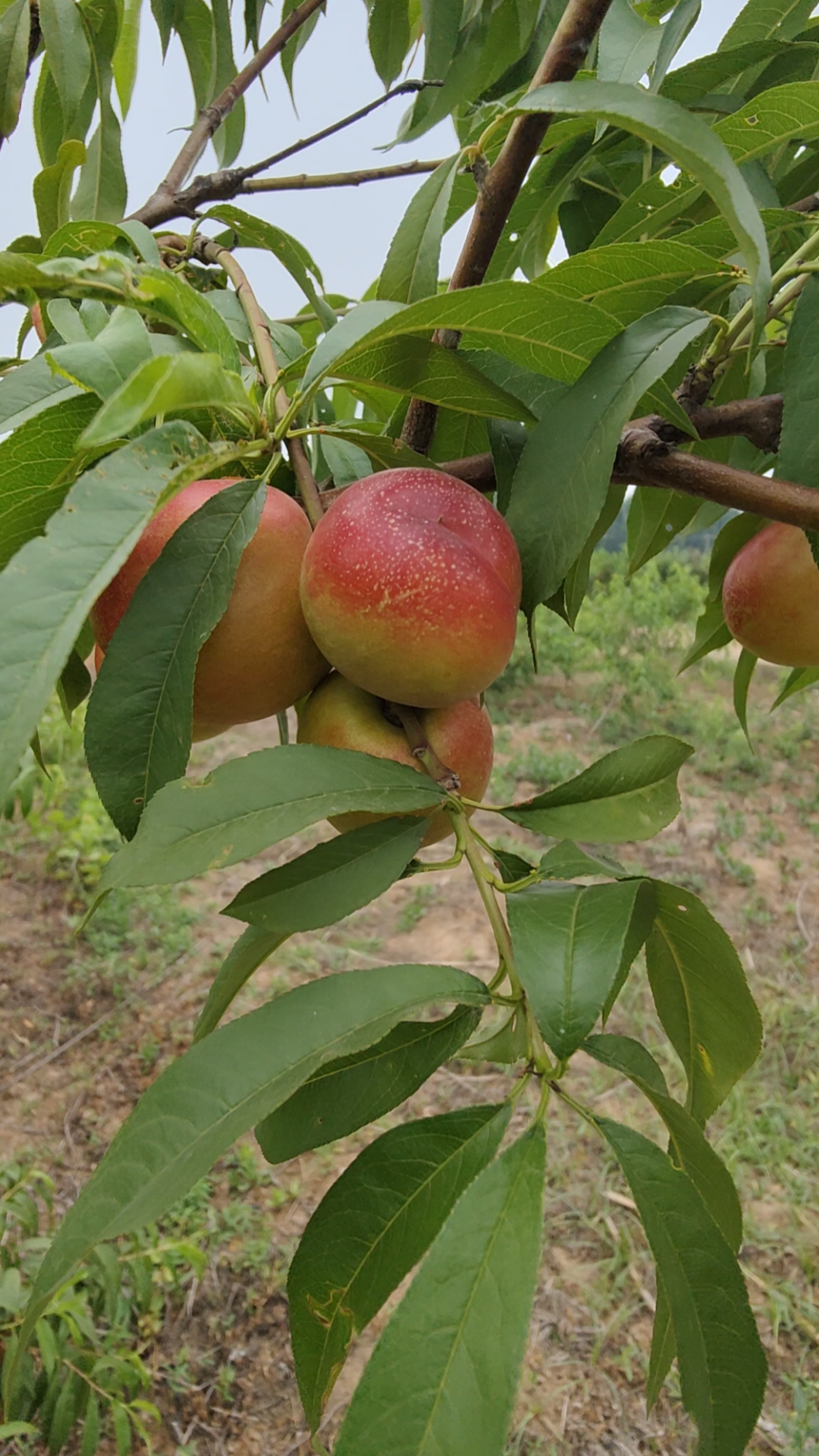 早熟油桃树苗哪里有卖早熟油桃树苗品种中油27号桃树苗批发价格