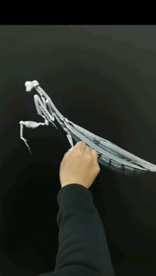 人们将螳螂视为先知,因螳螂前臂举起的样子像祈祷的修女,所以又称祷告