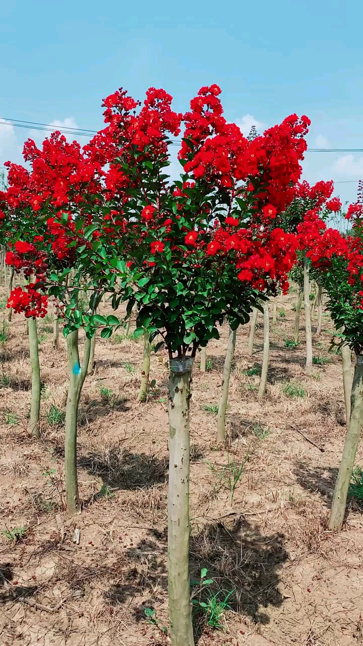 红花紫薇,红红火火,花期长达120天,耐寒耐旱南北方都可以栽植