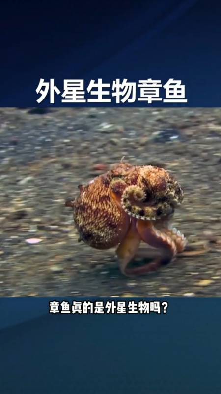 科技改变生活#章鱼真的是外星生物?