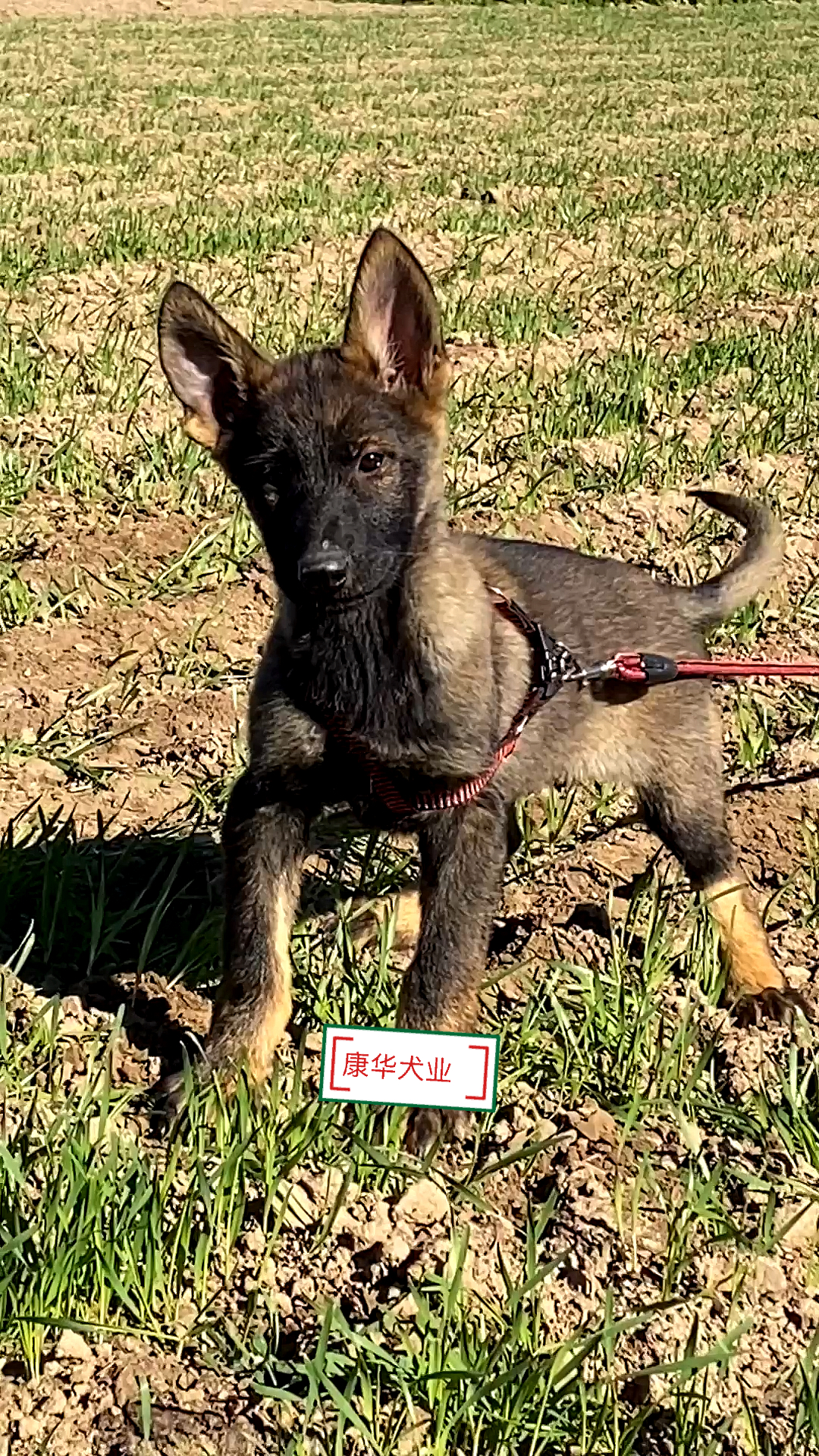 東德牧羊犬東德牧羊犬的特徵以及怎麼挑選東德牧羊犬幼犬