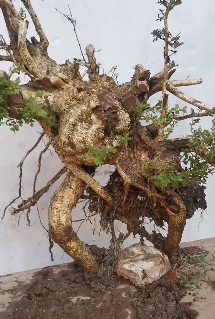 精品高提根怪桩