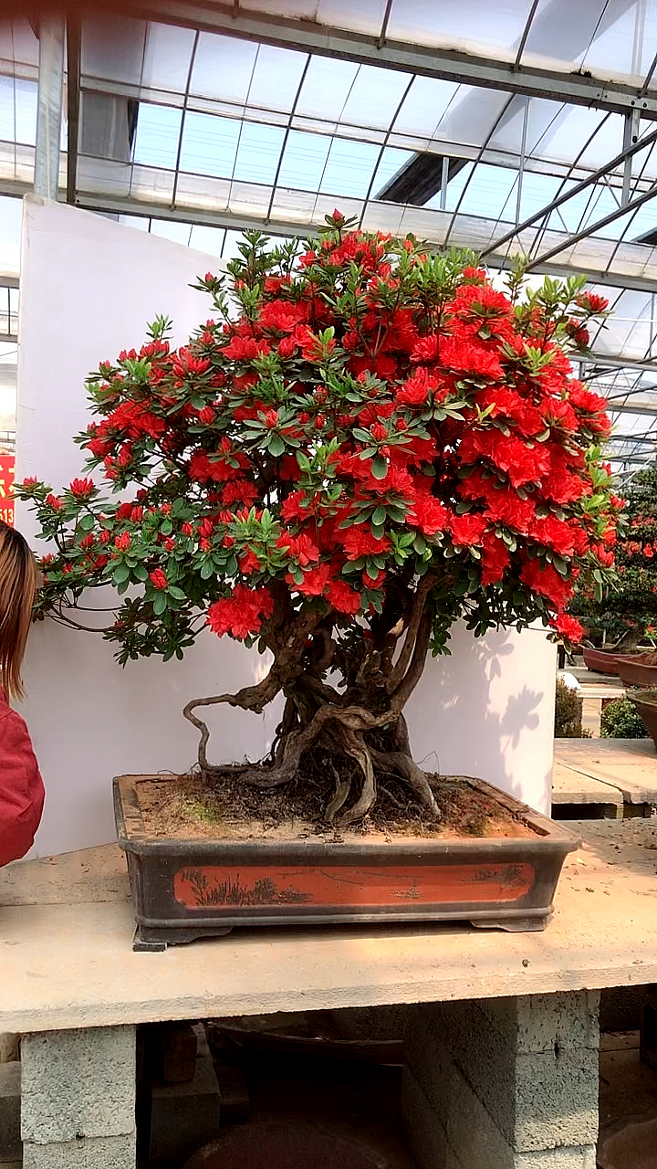 丹东红杜鹃老桩盆景