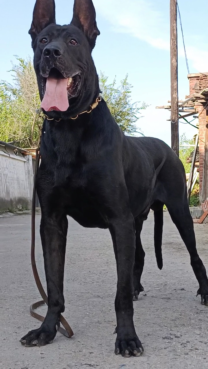 黑狼犬中华国犬黑狼犬