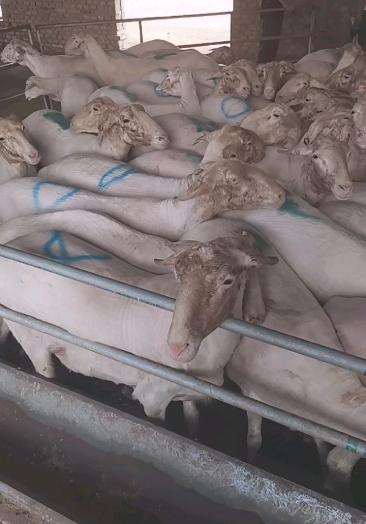 宁夏银川老兄挑选的湖羊大母羊