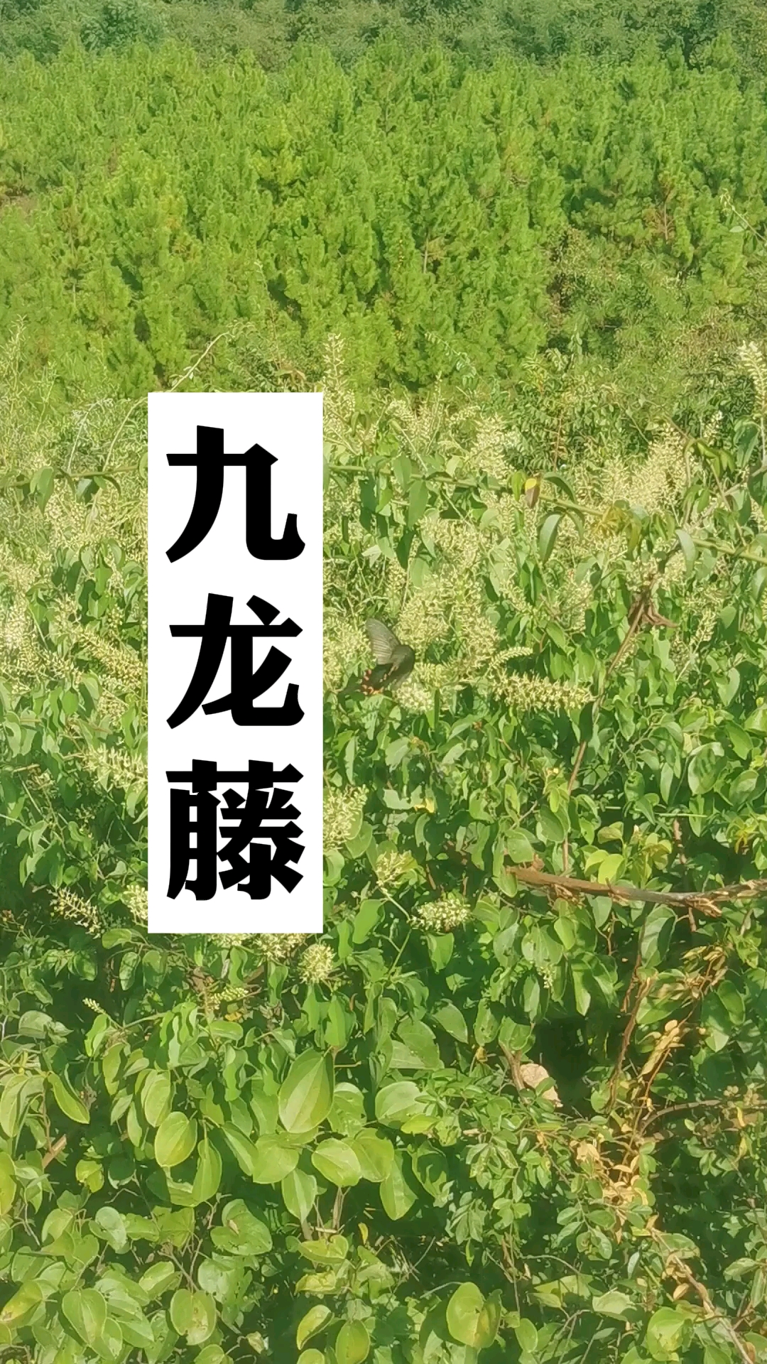 九龙藤你们那土话叫它什么