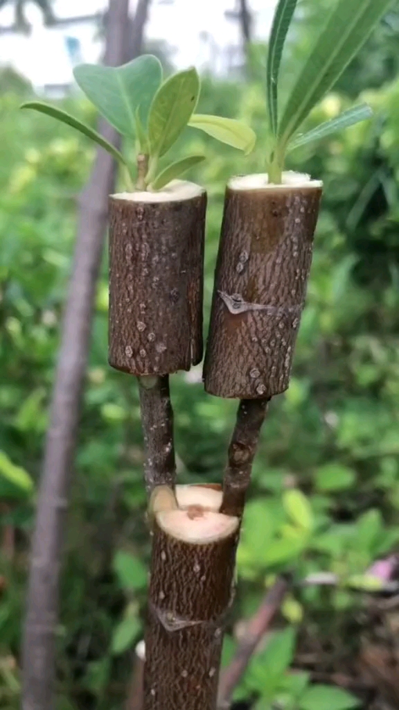 说说这个嫁接技术,成活率有多少