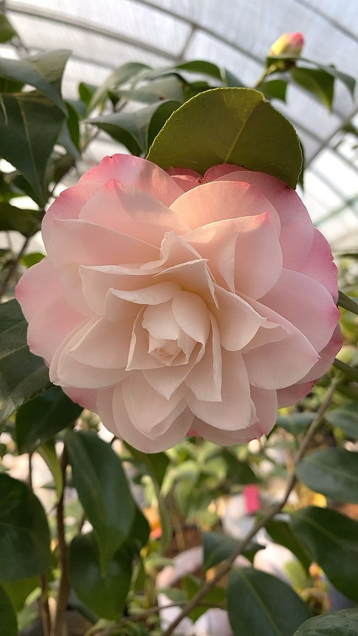 粉色梦三十茶花开品鉴赏,美极了!