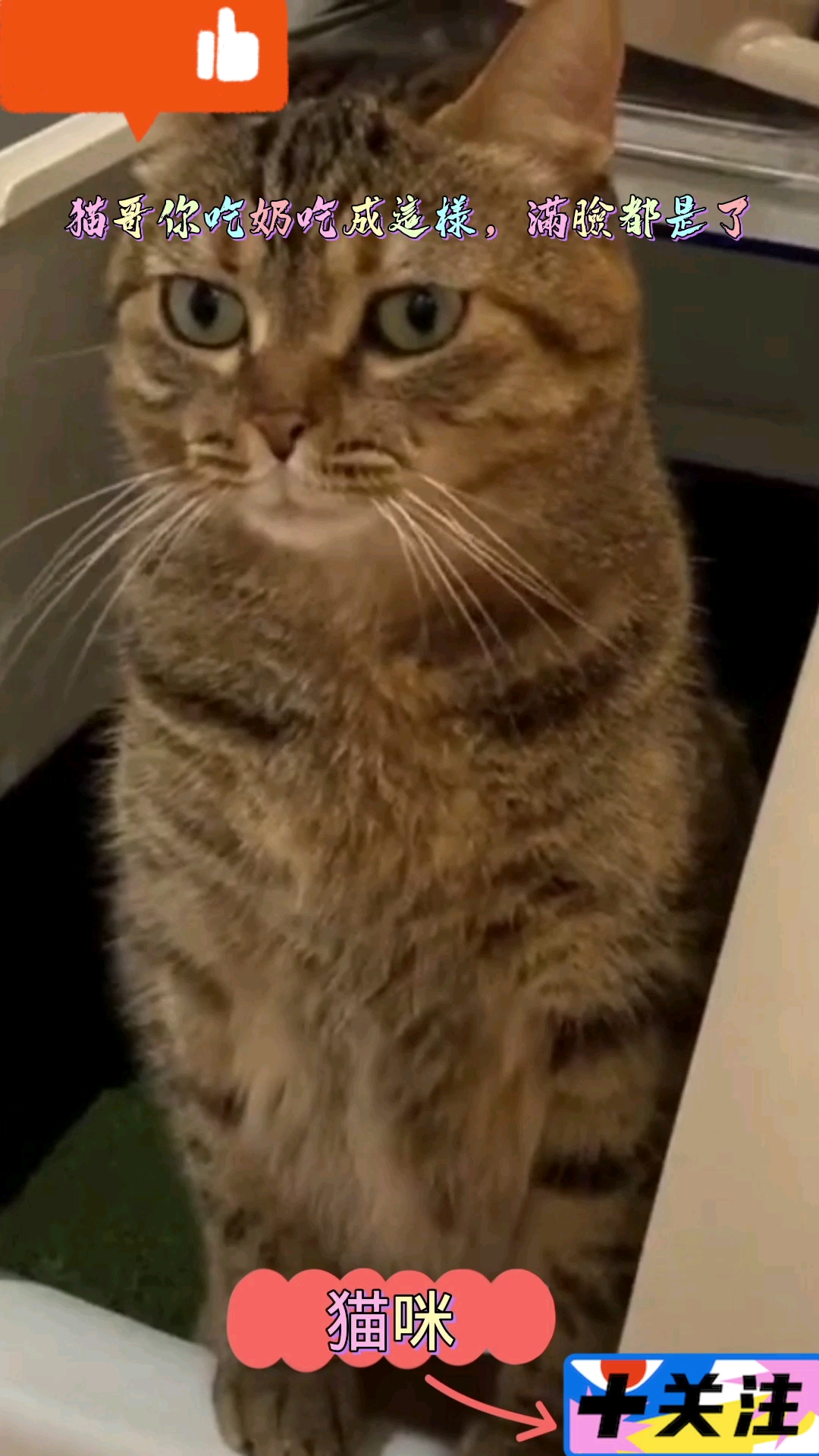 我家萌宠成精了#猫哥你这奶吃的满脸都是哈哈哈