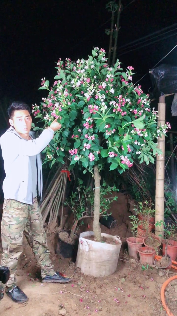 五彩锦带寓意前程似锦开花彩色,耐寒耐旱南北方都可以栽植