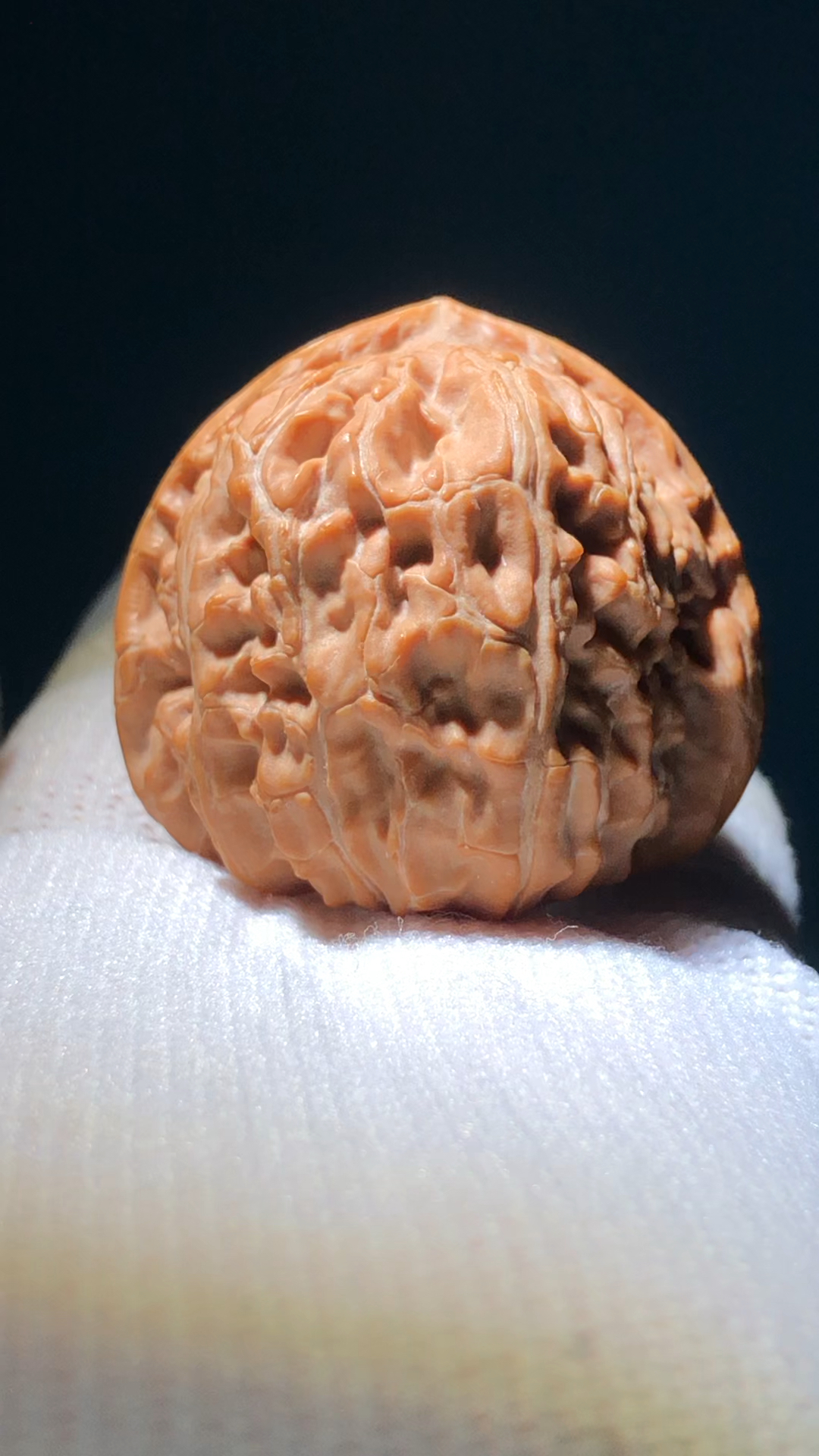 红皮三角白狮子头