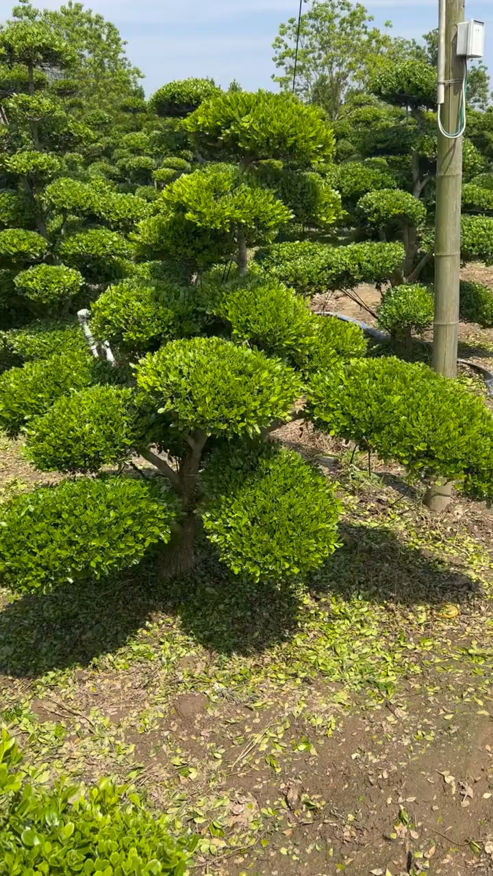 瓜子黄杨造型树家有黄杨世代栋梁喜气洋洋耐寒耐旱南北方都可以栽植