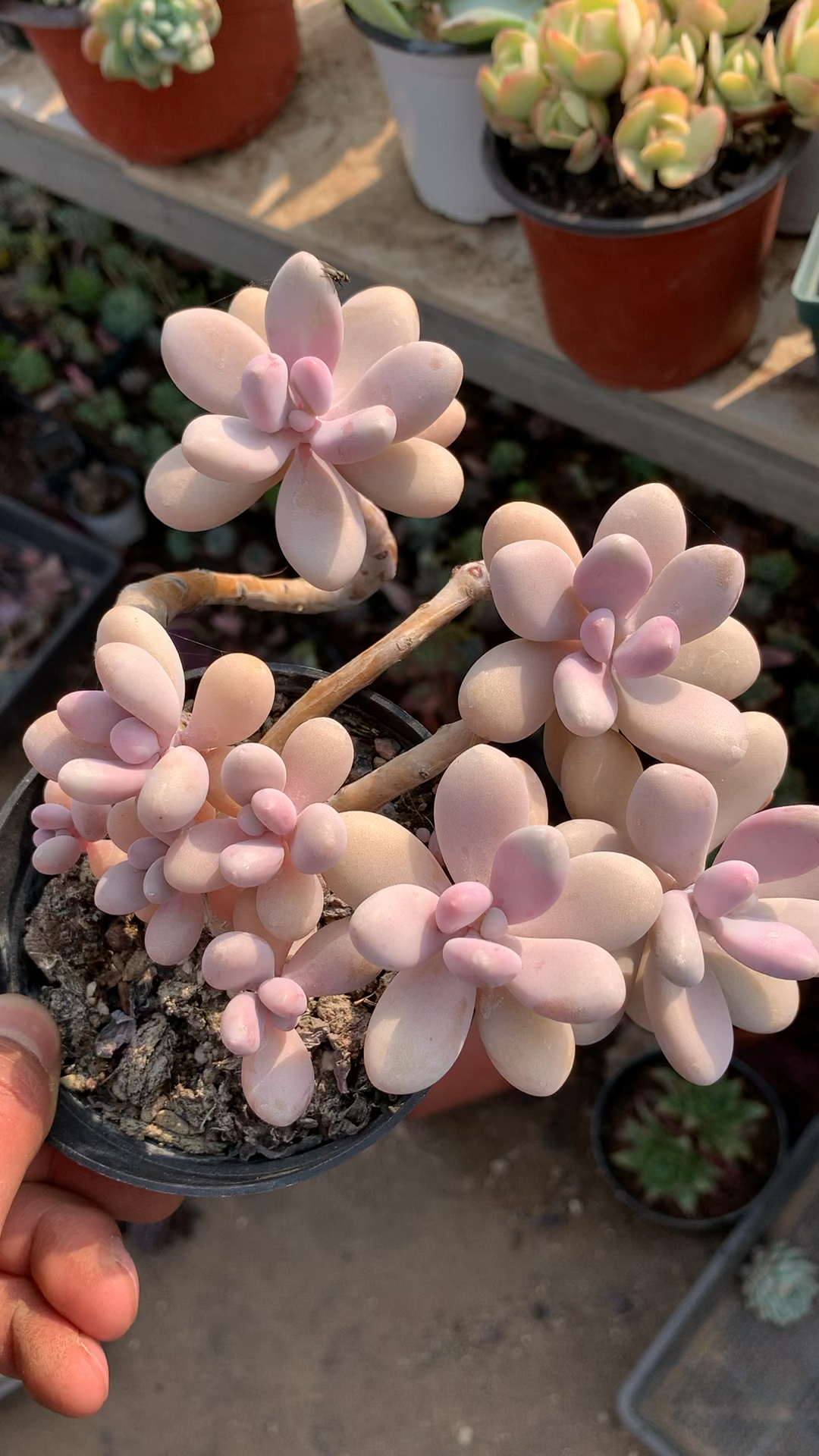 多肉植物桃蛋#点关注