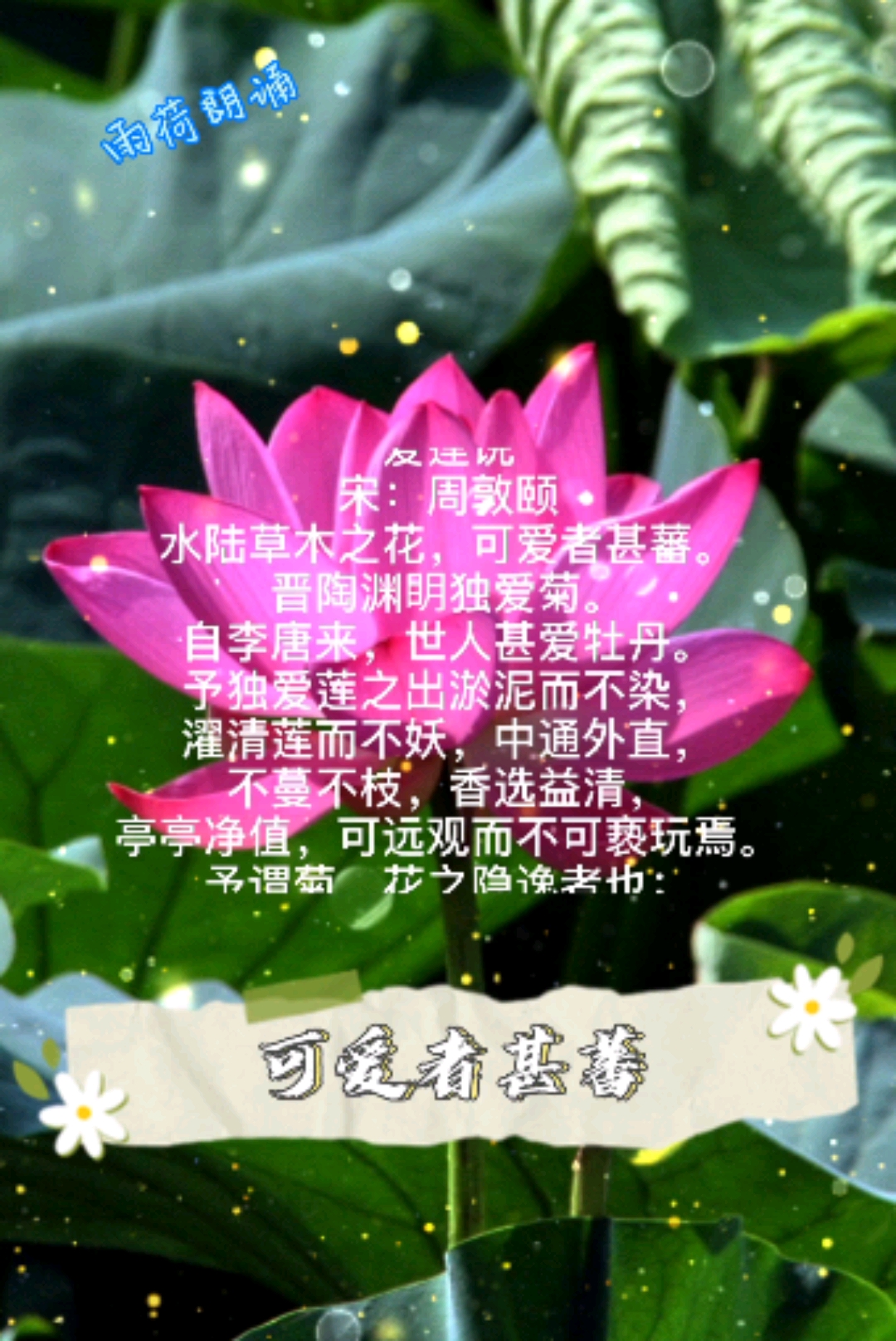 每日一诗一舞一人一世界#做人当如莲,出淤泥而不染,濯清莲而不妖.