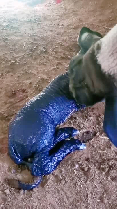 这啥品种的羊为啥是蓝色的