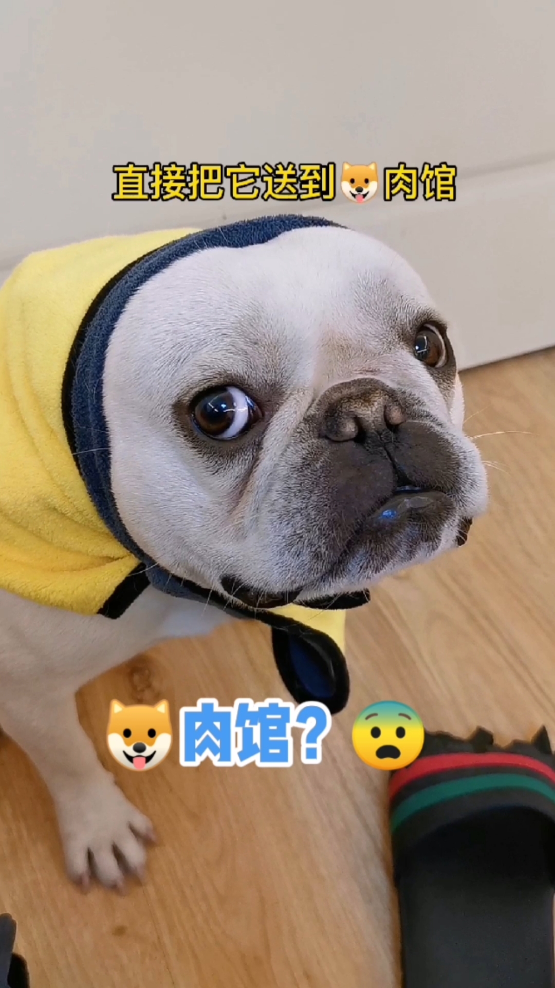 搞笑萌宠#狗子竟然听懂了,那声叹气是认真的吗?(笑肚子疼系列)