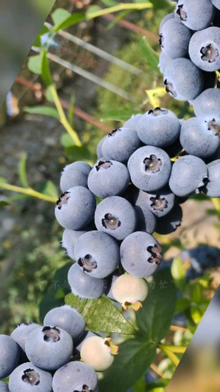 莱格西蓝莓苗经典蓝莓苗品种莱格西蓝莓苗