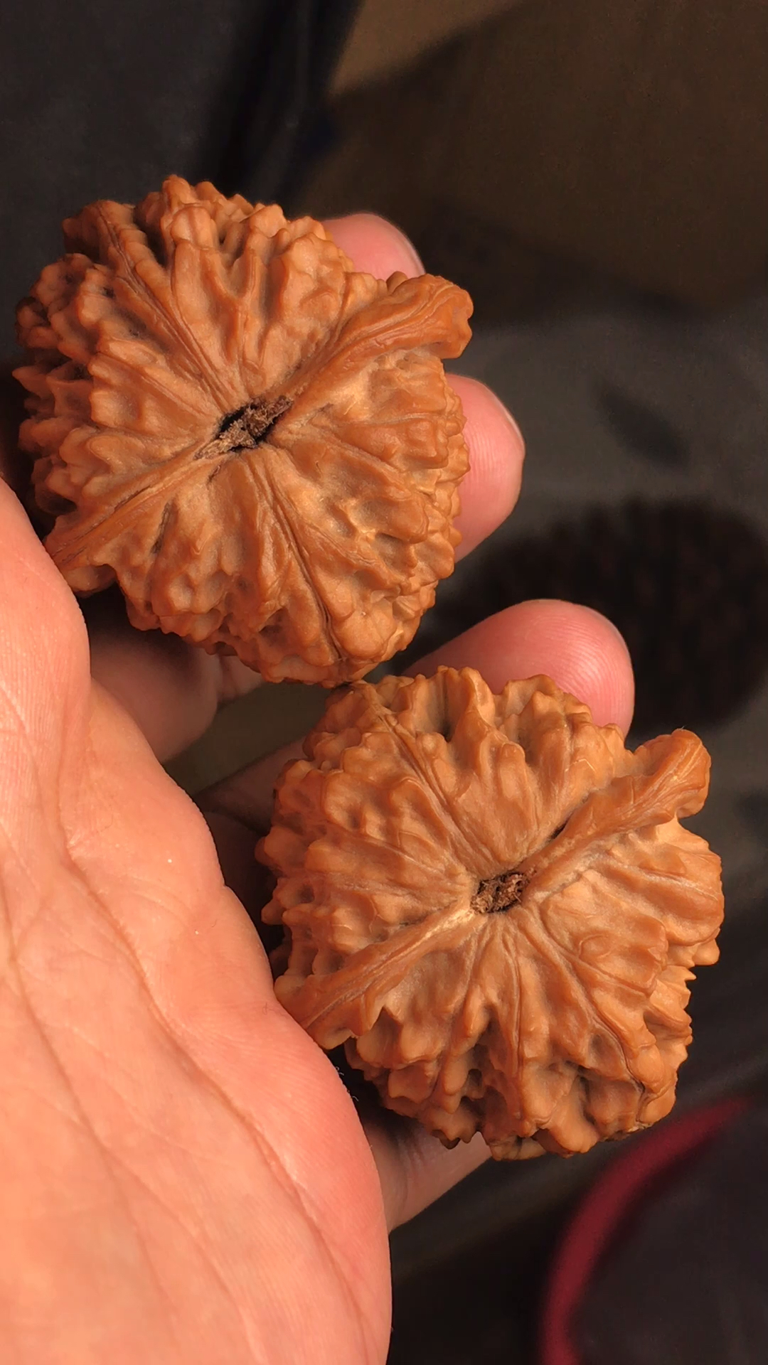 文玩核桃#留存了三年的蓟县野生元宝-度小视