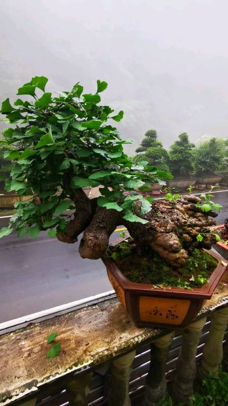 从小苗培养三十多年的银杏老桩