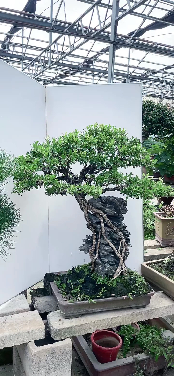 感谢全民我要上热门#高提根附石雀舌黄杨