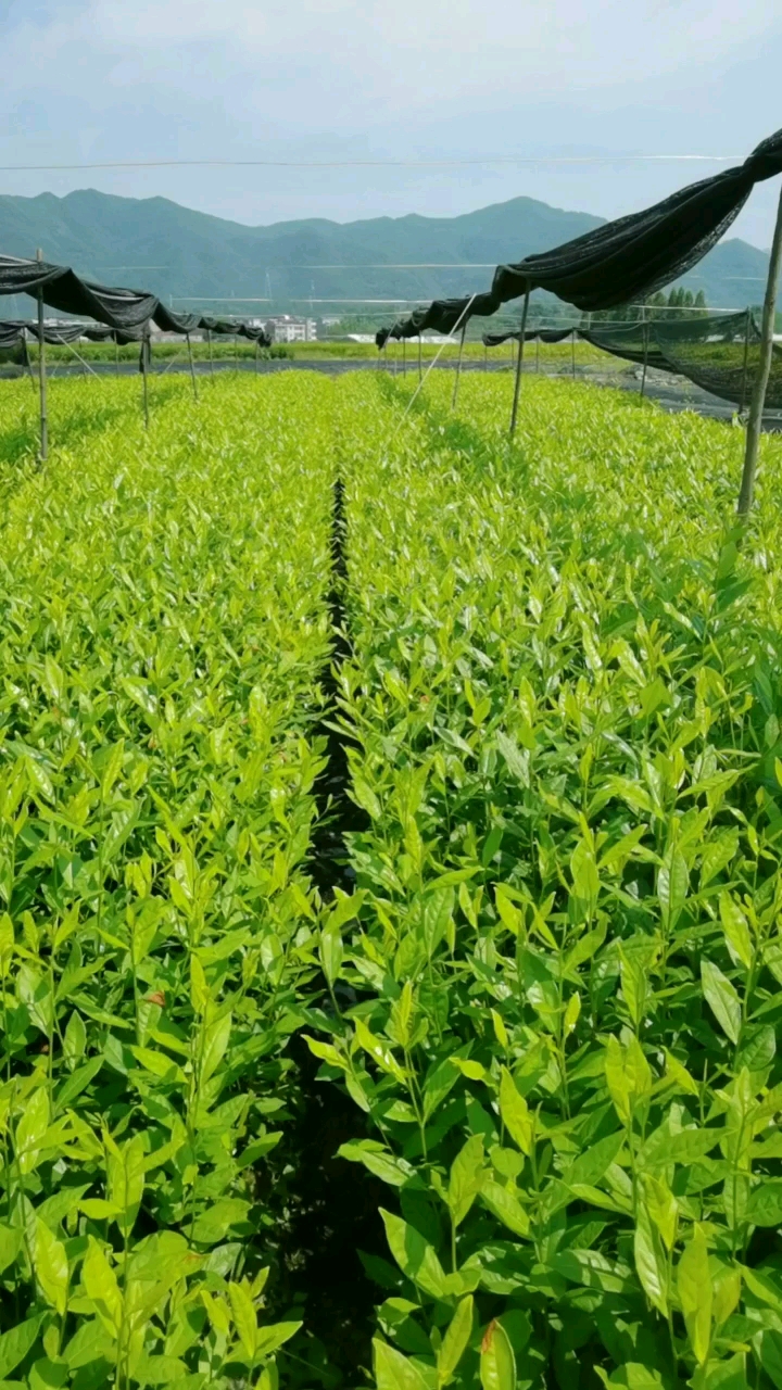 特早白茶苗批发#黄金甲茶苗