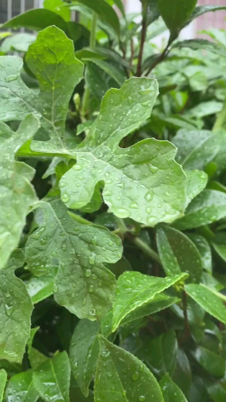 西瓜除了直接吃还能做个古法西瓜霜#纯天然无公害